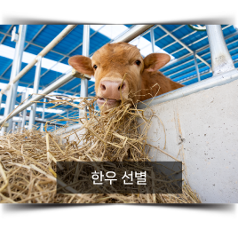 fullDivision_backgroundFixed_intro_cate